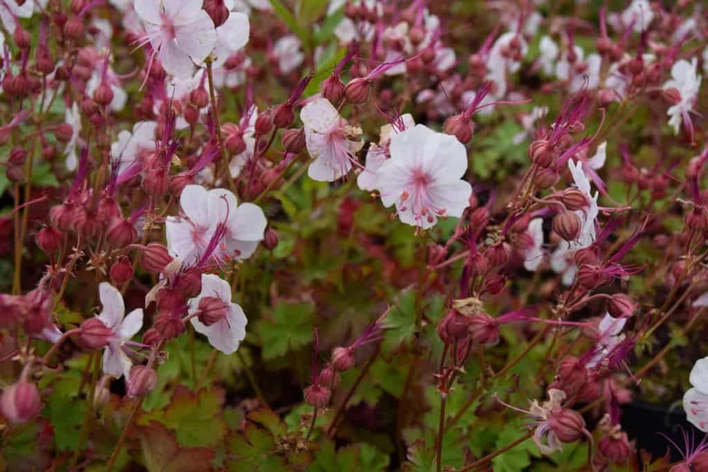 Geranium x cantabrigiense 'Biokovo'