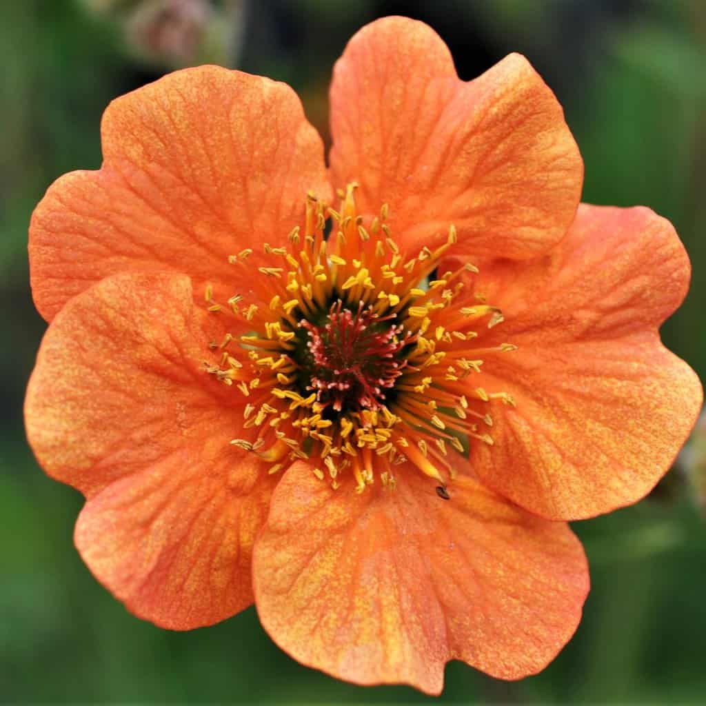 Geum 'Totally Tangerine' ®
