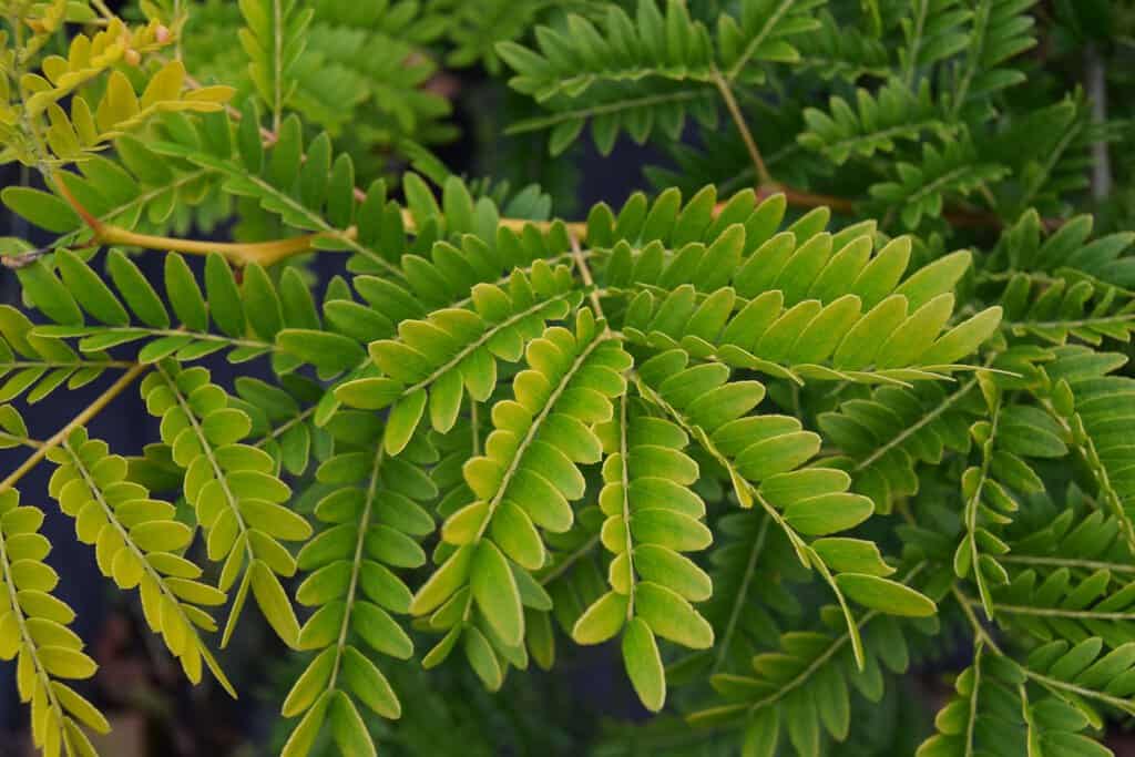 Gleditsia triacanthos 'Sunburst'