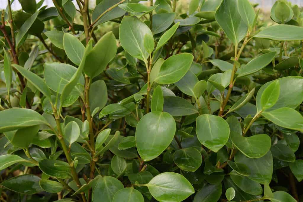 Griselinia littoralis 'Green Horizon'