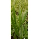 Hakonechloa macra