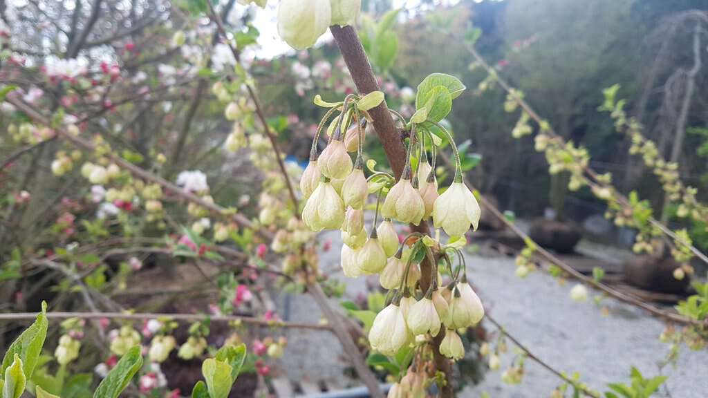 Halesia carolina