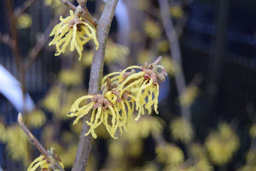 Hamamelis x intermedia 'Arnold Promise'