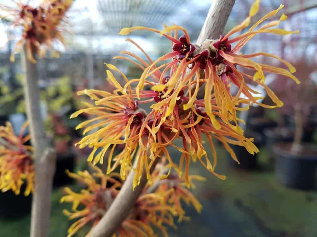 Hamamelis x intermedia 'Jelena'