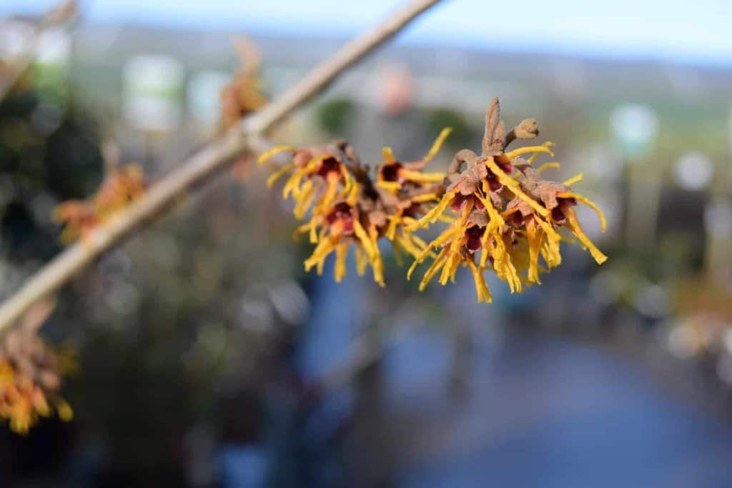 Hamamelis x intermedia 'Orange Beauty'
