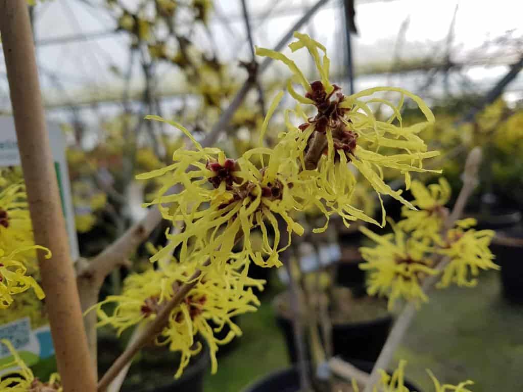 Hamamelis x intermedia 'Pallida'