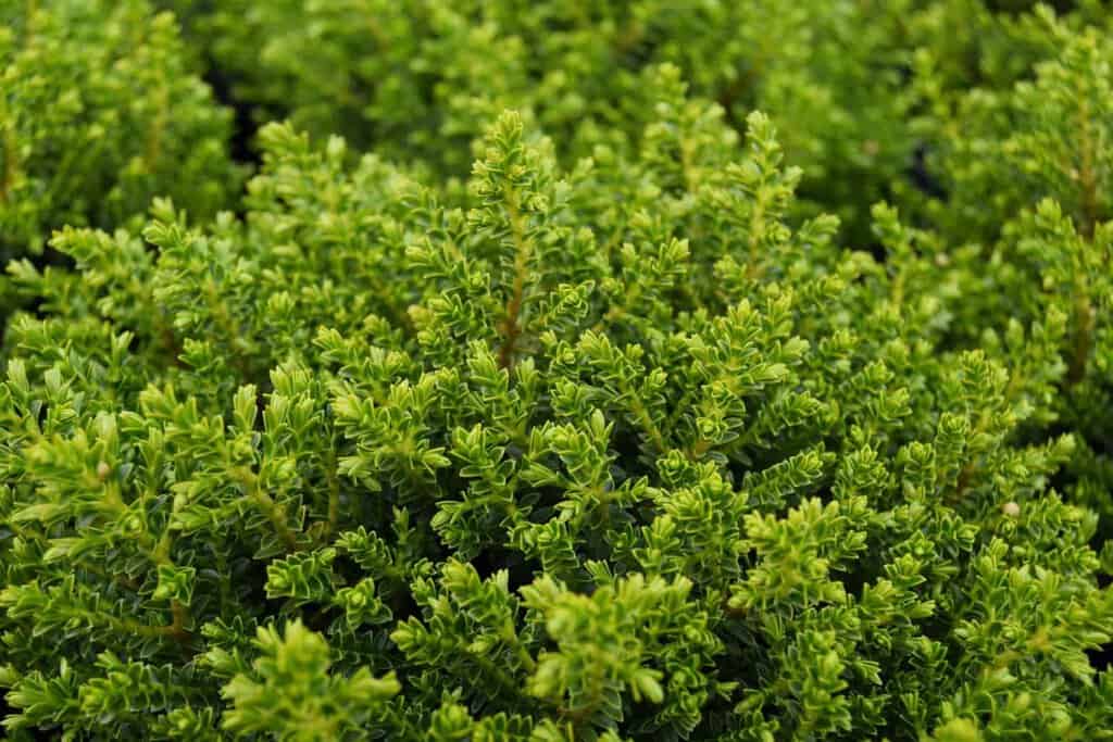 Hebe 'Emerald Gem'