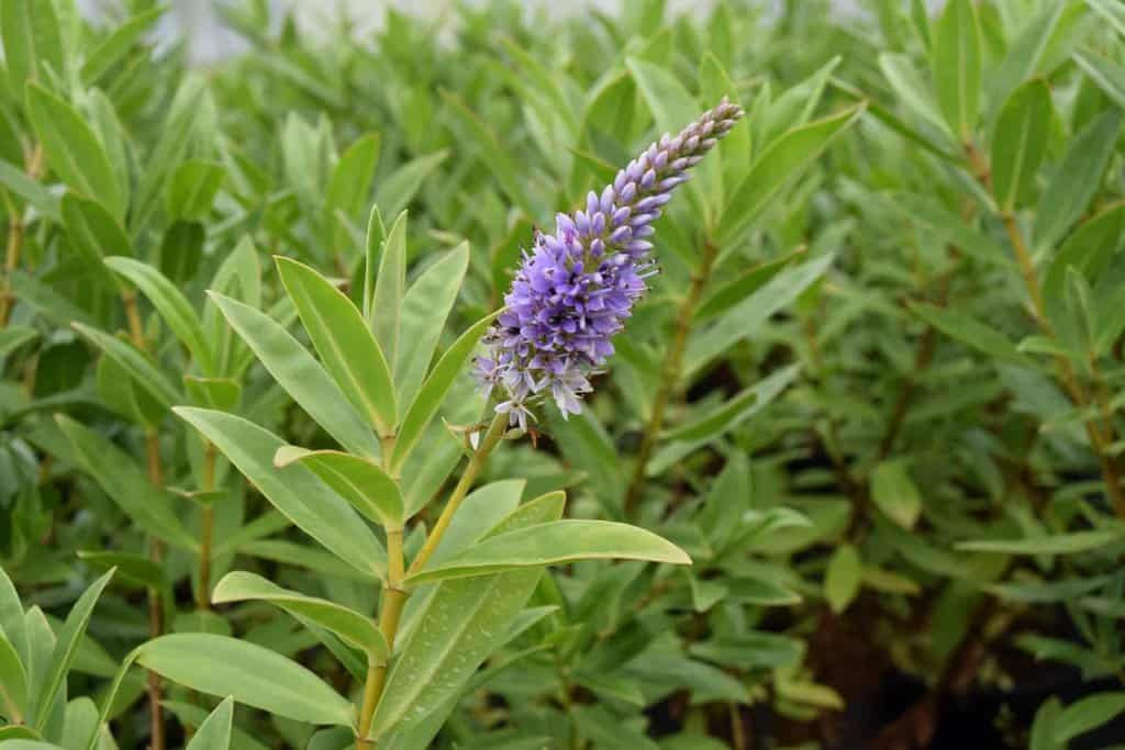 Hebe 'Marjorie'