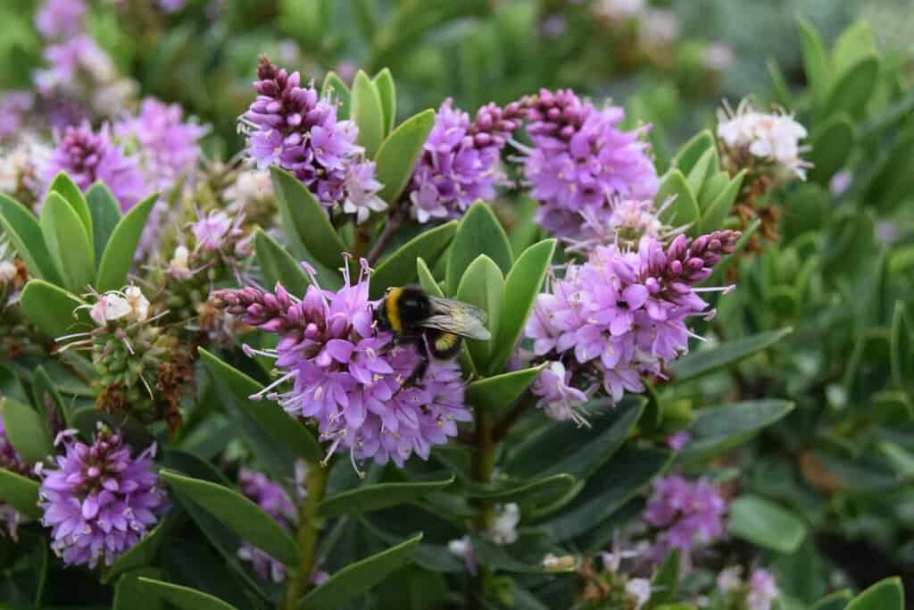 Hebe 'Mette'