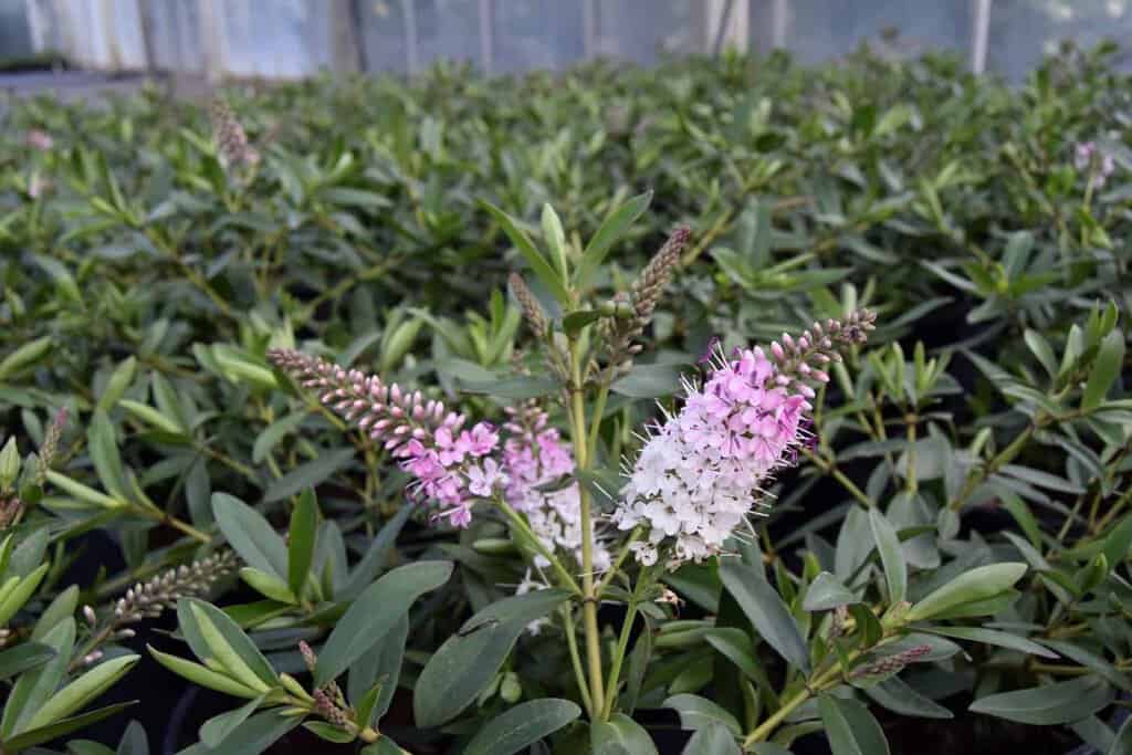Hebe 'Nicola's Blush'