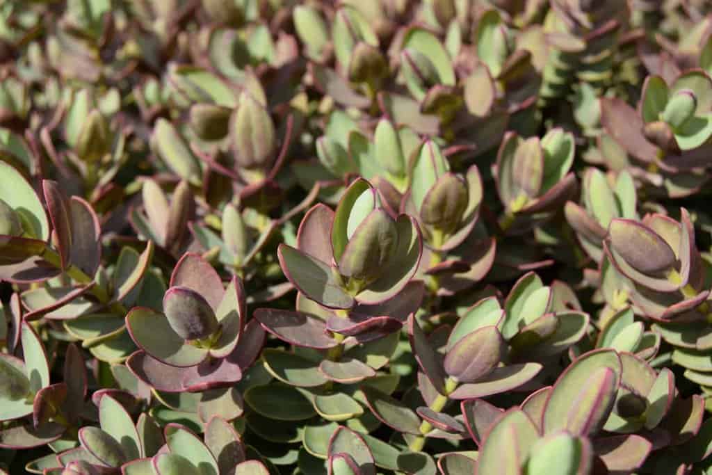Hebe 'Red Edge'