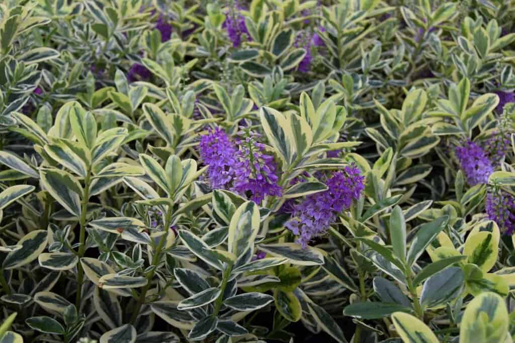 Hebe 'Silver Queen'