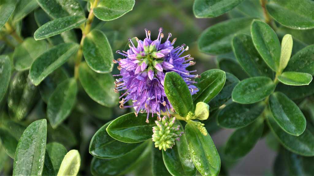 Hebe 'Blue Gem'