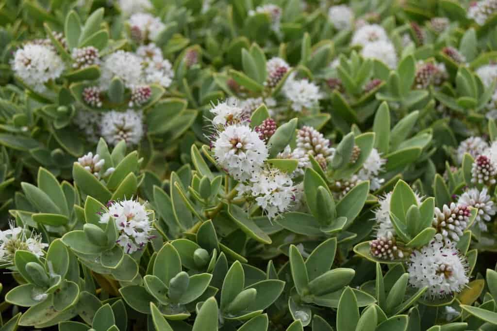 Hebe albicans
