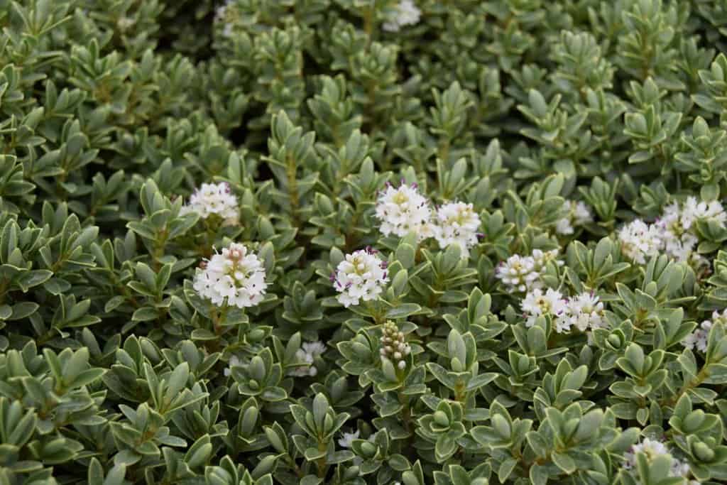 Hebe pinguifolia 'Sutherlandii'