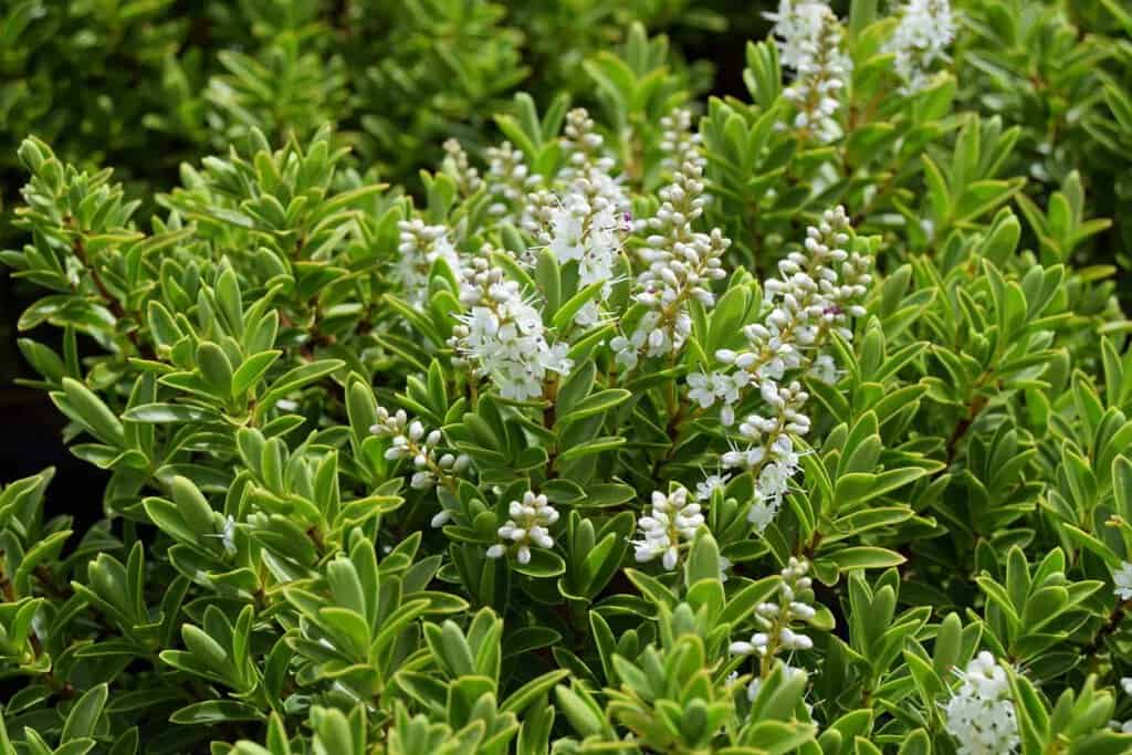 Hebe rakaiensis