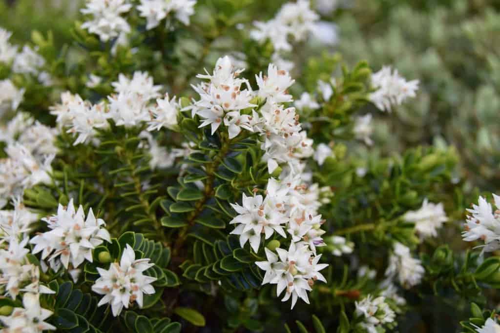 Hebe vernicosa