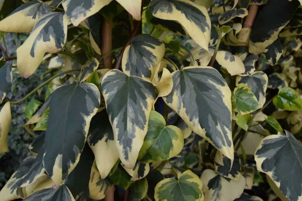 Hedera colchica 'Dentata Variegata' <span class="hidden specialOffer"></span>