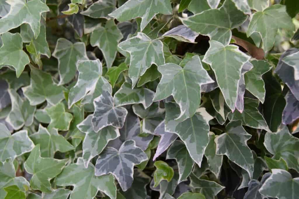 Hedera helix 'Glacier'