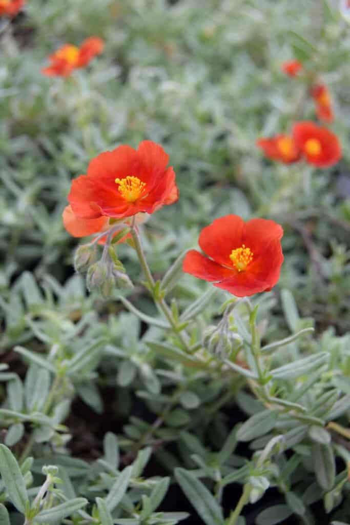 Helianthemum 'Henfield Brilliant'