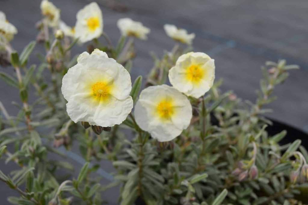 Helianthemum 'The Bride'