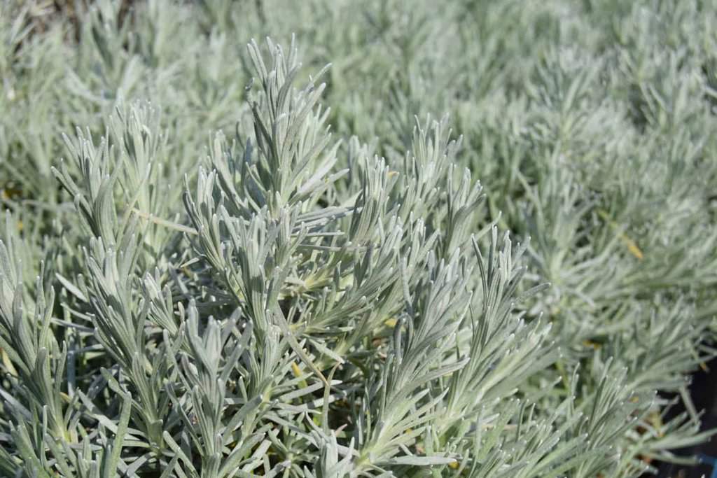 Helichrysum italicum ssp. serotinum