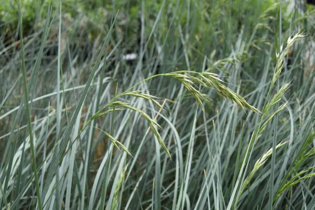 Helictotrichon sempervirens