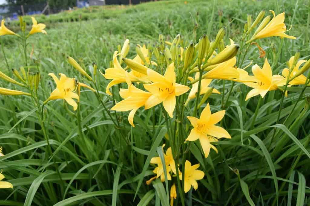 Hemerocallis lilioasphodelus