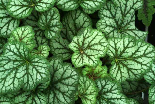 Heuchera 'Green Spice' ---