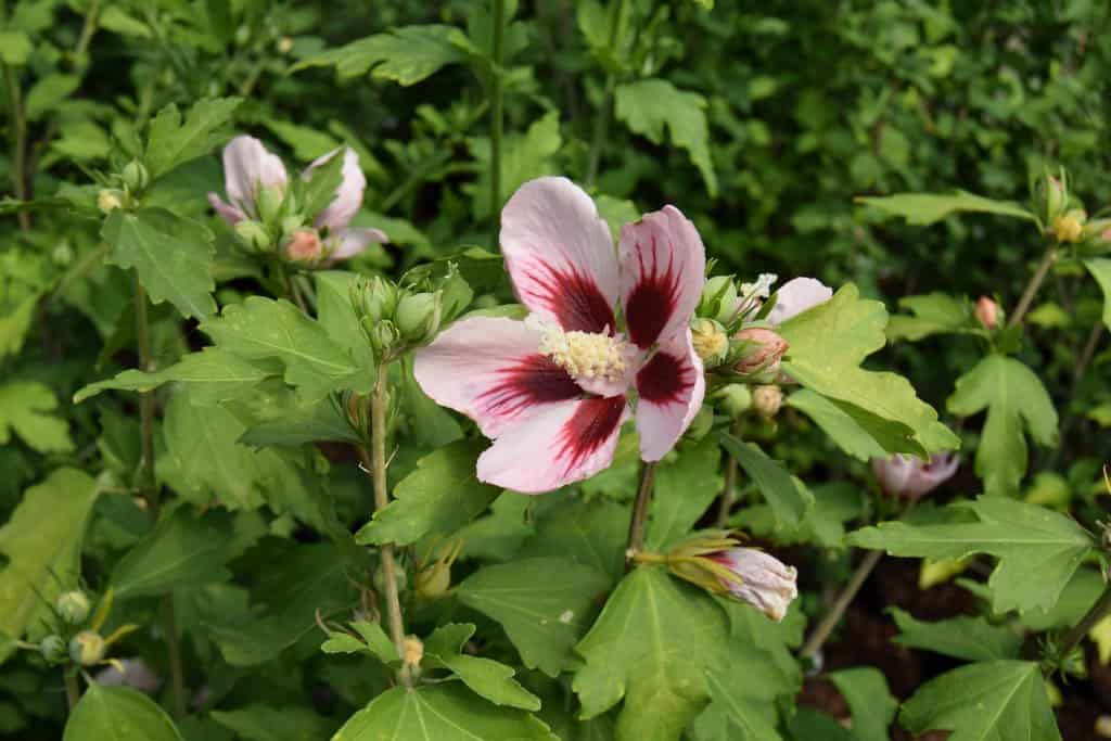 Hibiscus syriacus 'Hamabo'