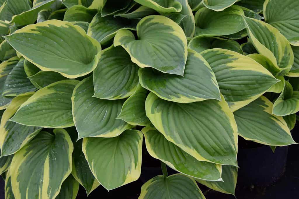Hosta fortunei var. aureomarginata <span class="hidden specialOffer"></span>