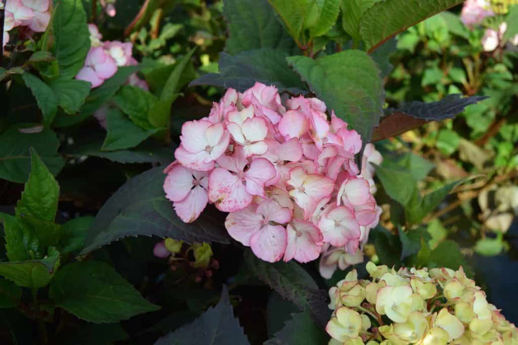 Hydrangea 'Preziosa'