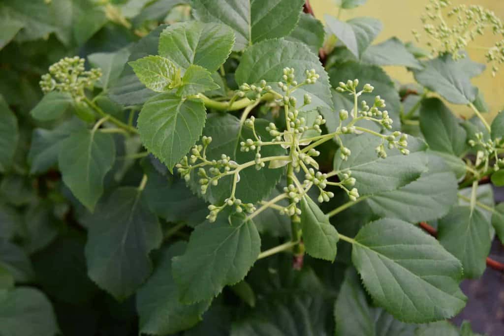 Hydrangea anomola ssp. petiolaris