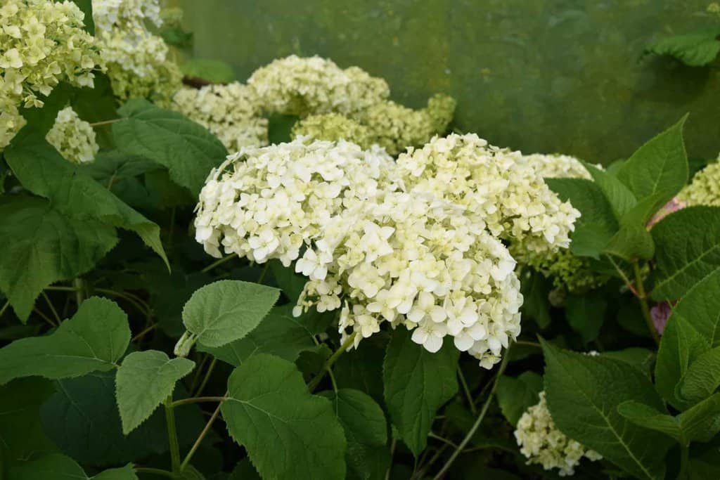 Hydrangea arborescens 'Annabelle'