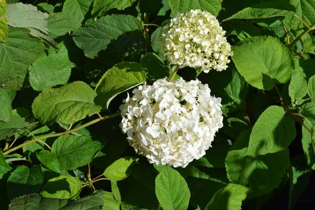 Hydrangea arborescens 'Incrediball' ®