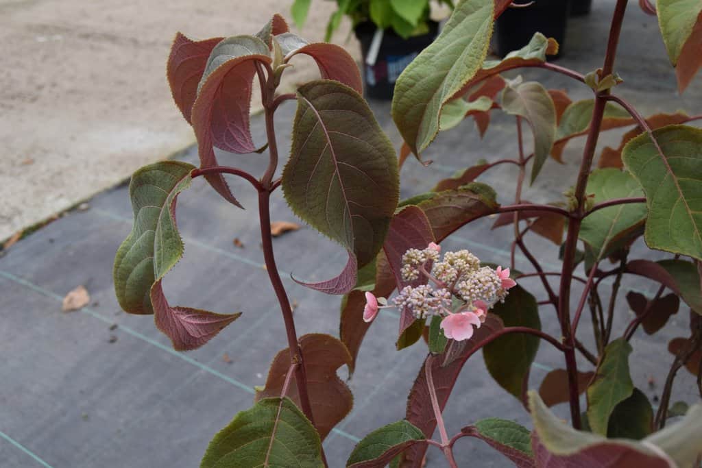 Hydrangea aspera 'Hot Chocolate'