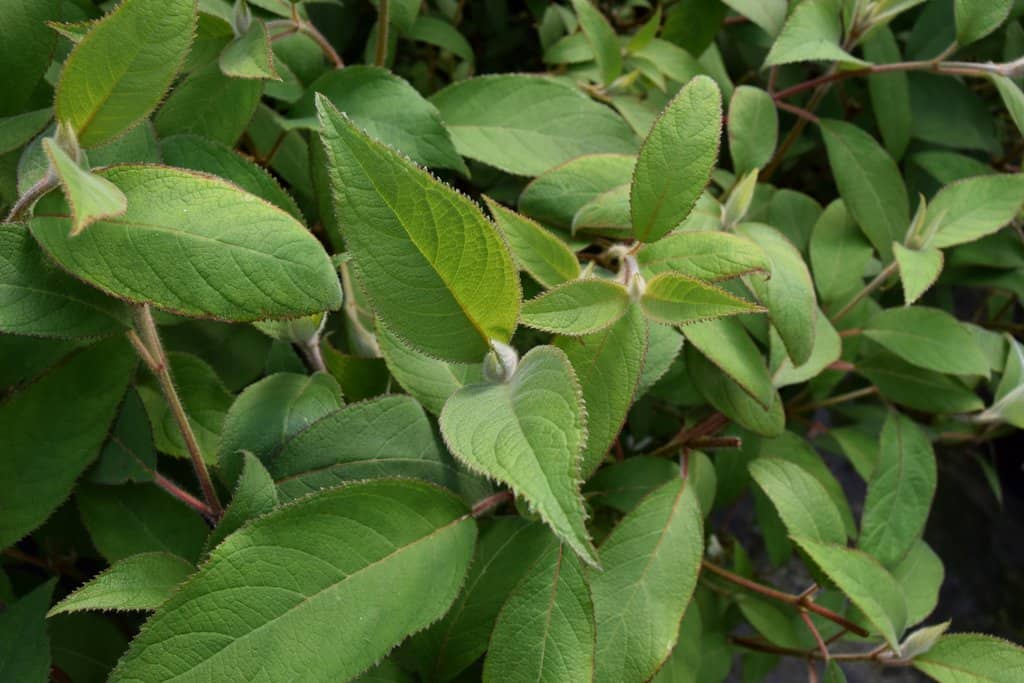 Hydrangea aspera Villosa Group