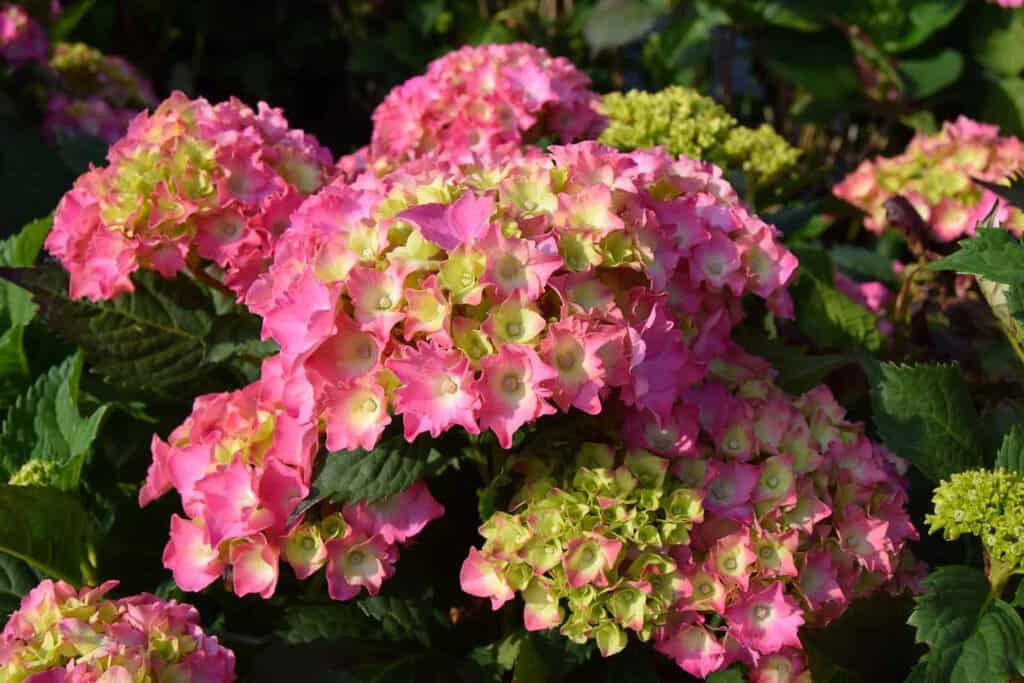 Hydrangea macrophylla 'Altona'