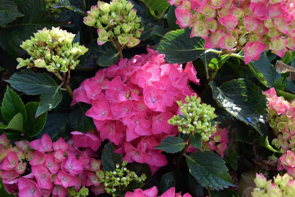 Hydrangea macrophylla 'Ami Pasquier'