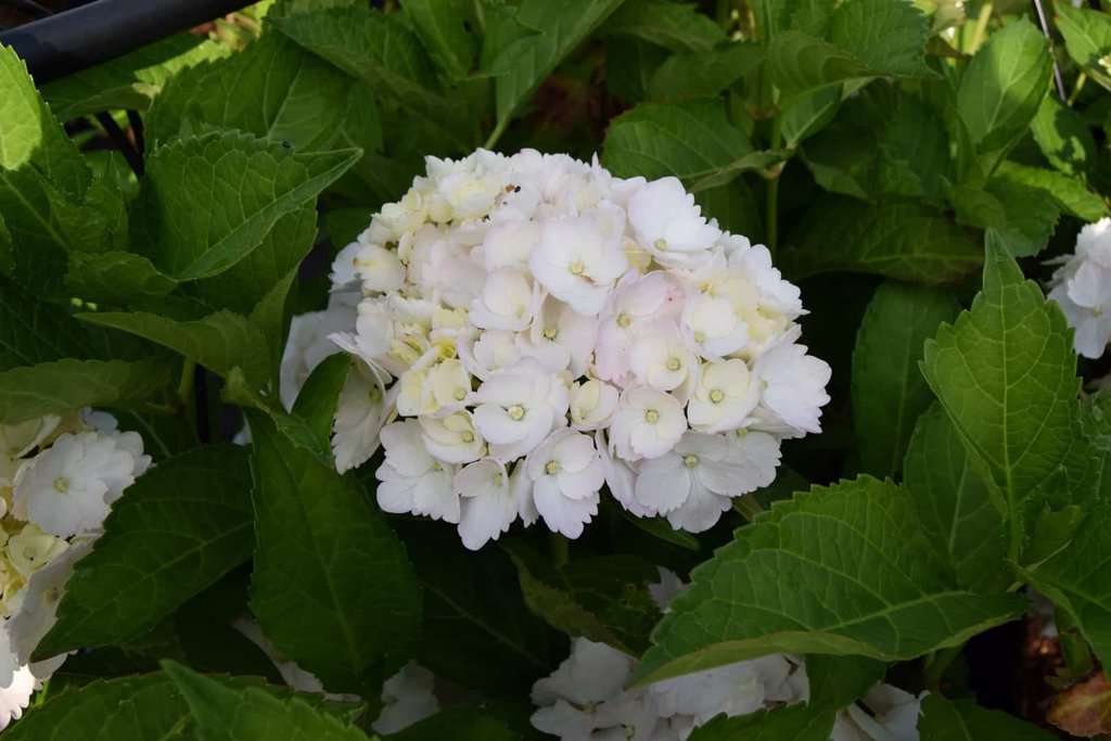 Hydrangea macrophylla 'Madame Emile Mouillère'