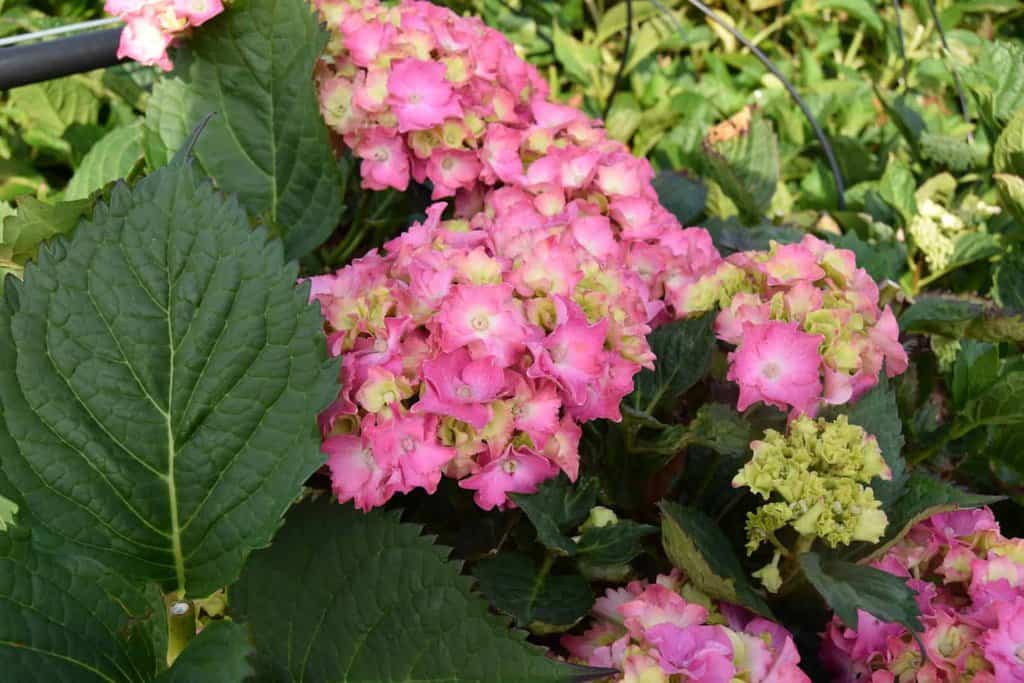 Hydrangea macrophylla 'Mariesii Perfecta'