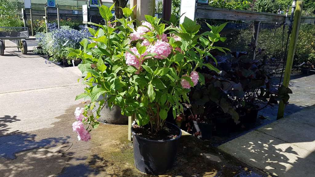 Hydrangea macrophylla 'Nikko Blue'
