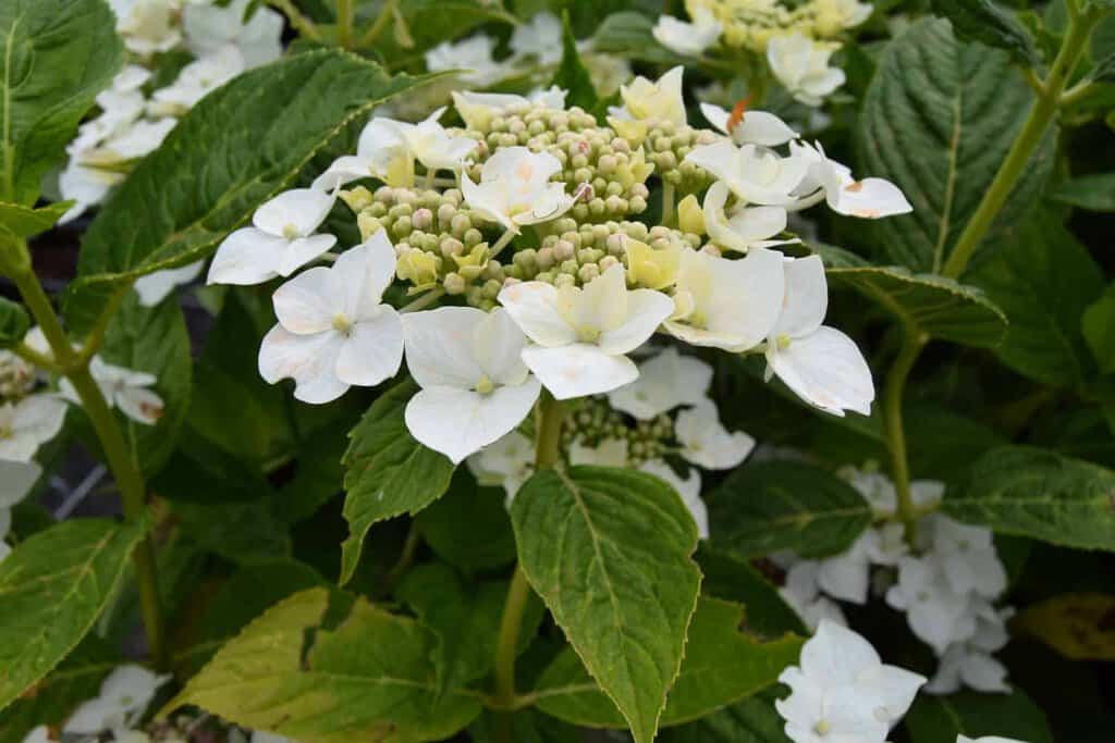 Hydrangea macrophylla 'Lanarth White' (Lace white)
