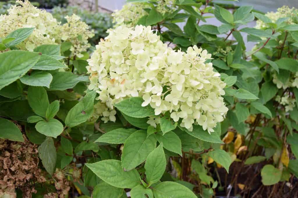Hydrangea paniculata 'Limelight'