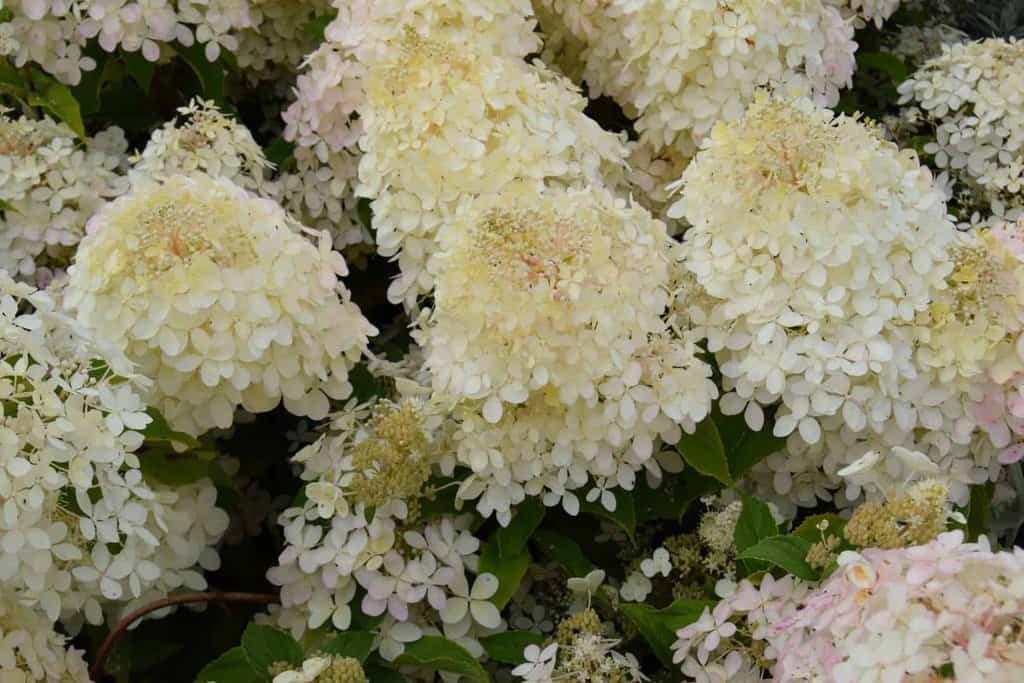 Hydrangea paniculata 'Phantom'