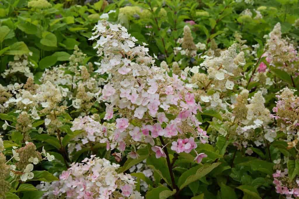 Hydrangea paniculata 'Pink Diamond'
