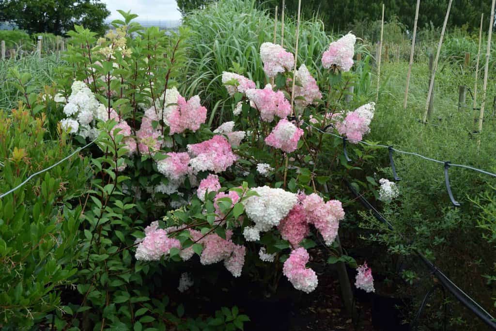 Hydrangea paniculata Vanille Fraise