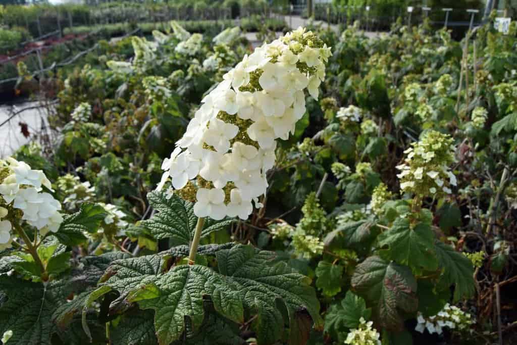 Hydrangea quercifolia Snow Queen ('Flemygea')