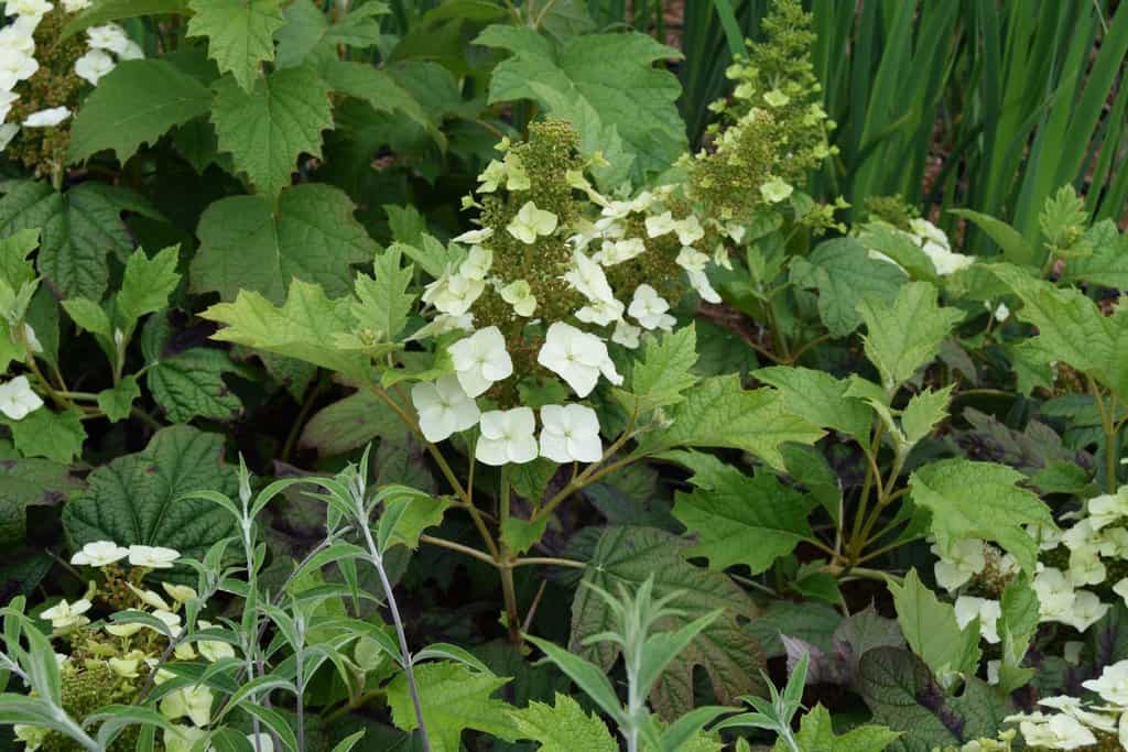 Hydrangea quercifolia