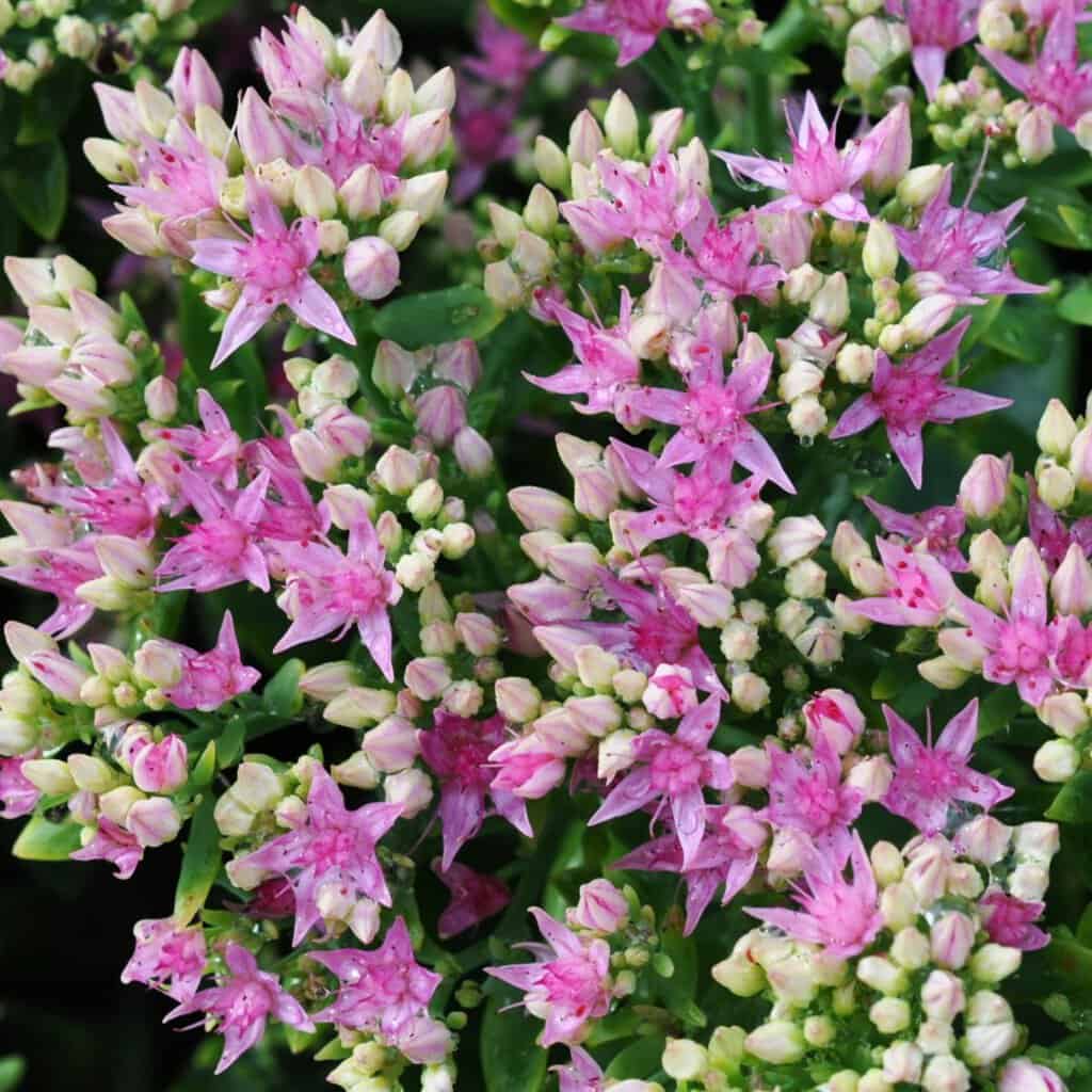 Hylotelephium spectabile Brilliant Group 'Brilliant' (was Sedum)